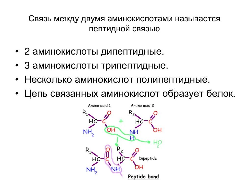 Связаны пептидными связями. Связь между двумя аминокислотами называется. Как называется связь между аминокислотами. Связи между аминокислотами. Название связи между двумя аминокислотами.