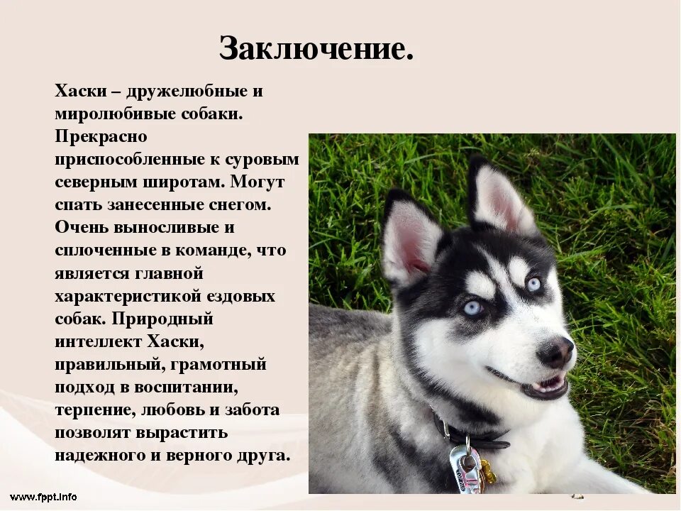 Рассказ описание про соб. Мою собаку какая она. Ротвейлер собака характеристика. Сибирский хаски породы собак. Мою собаку какая она.