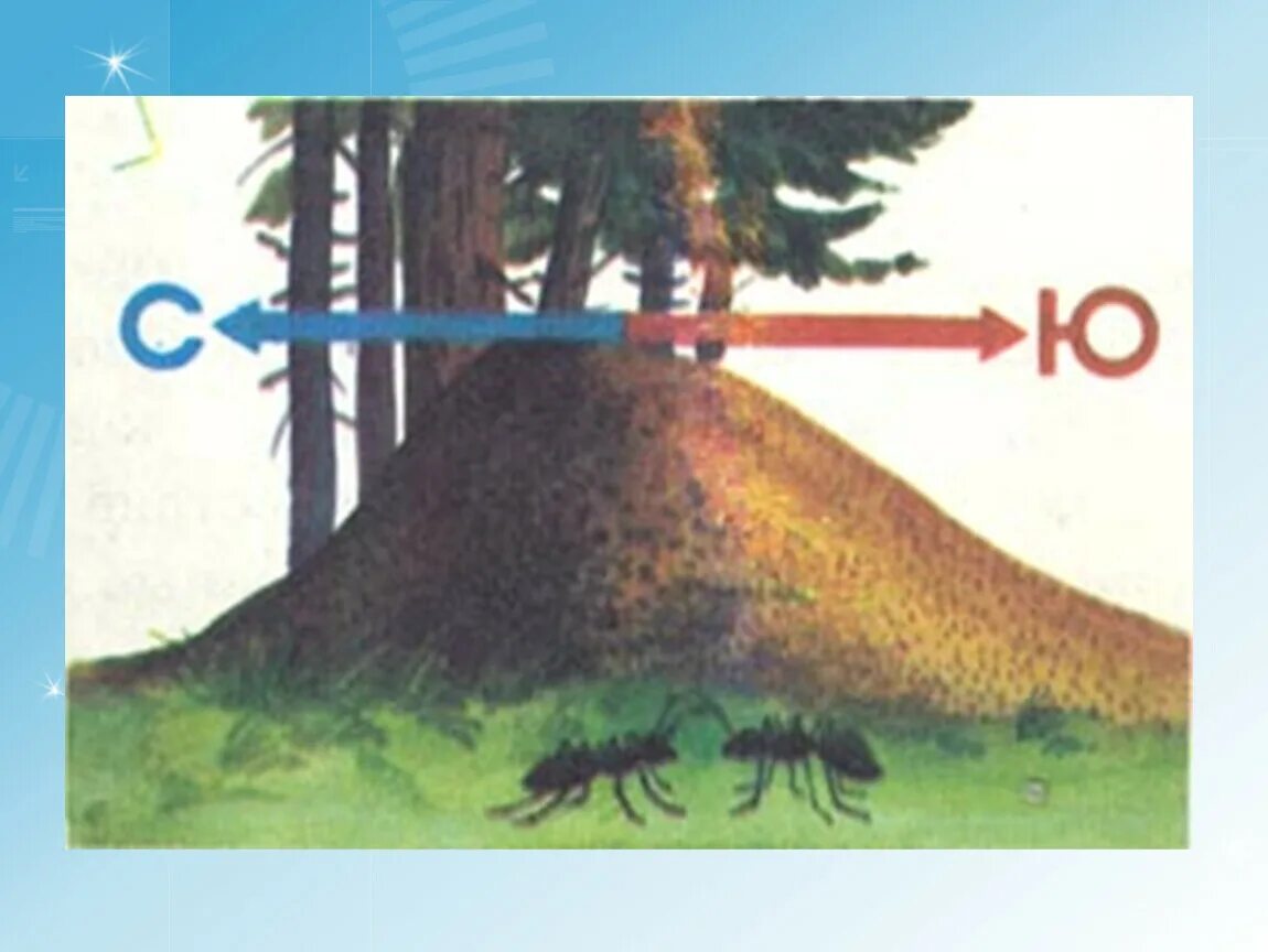 Сторона муравейника. Ориентирование по муравейнику. Ориентирование на местности по муравейнику. Ориентирование по муравейнику в лесу. Как по муравейнику определить стороны света.