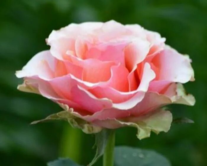 роза самба. роза рио самба энциклопедия роз. пати харди роза парковая. пати розы. роза кустовая ред трендсеттер.