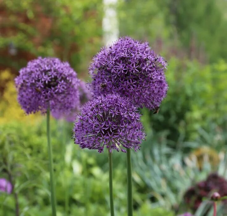 Top 10 Spring Flowering Bulbs Thompson & Morgan