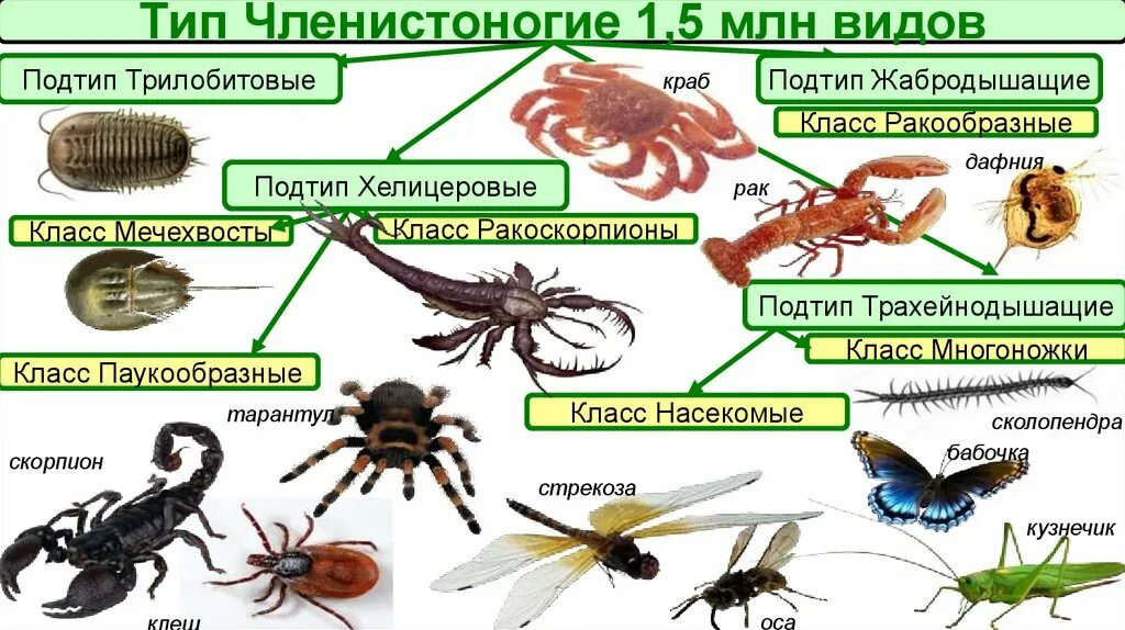 Членистоногие какой тип. Членистоногие классификация. Систематика типа членистоногих. Представители насекомых членистоногих. Классификация членистоногих схема.