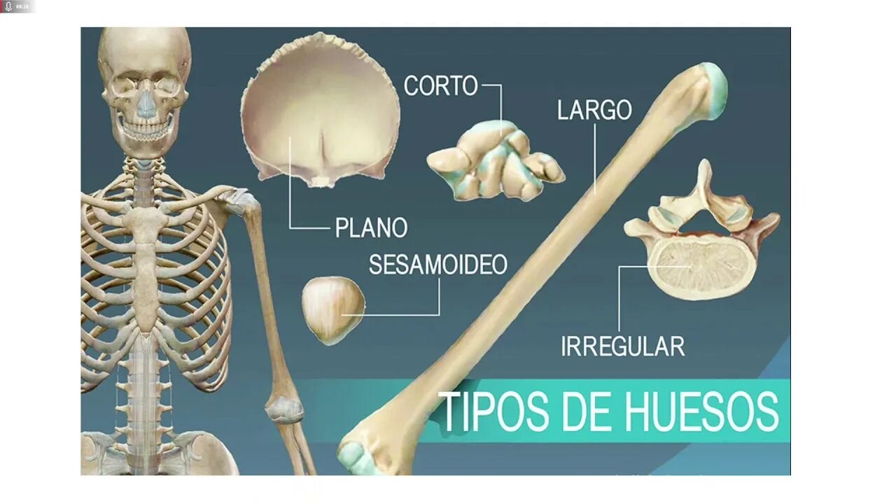 Huesos скелет. Трубчатые и плоские кости. Формы костей. Формы костей человека.