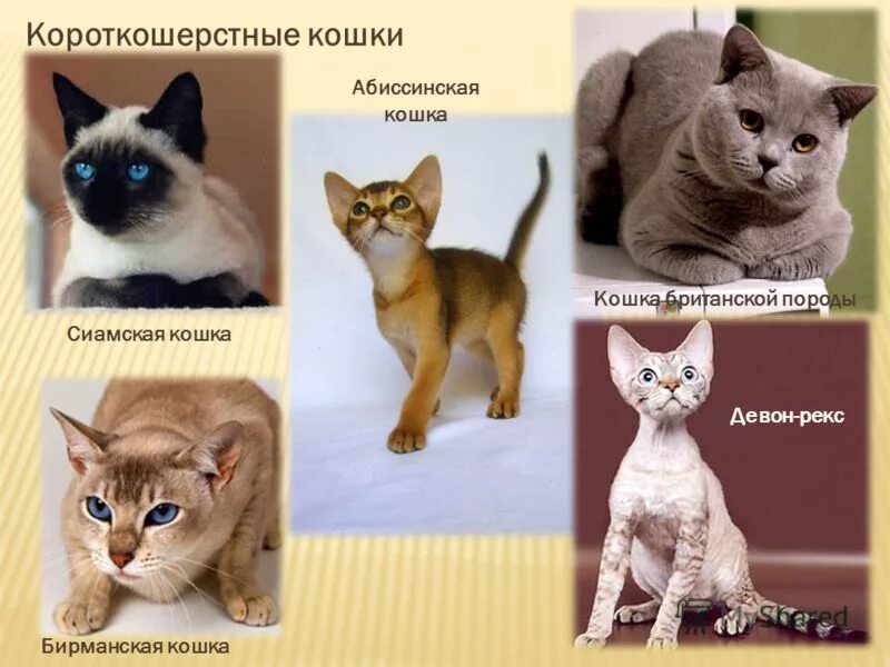 Какие бывают киски. Породистые кошки и их названия. Разнообразие пород кошек. Какие породы кошек названия. Породы кошек картинки.