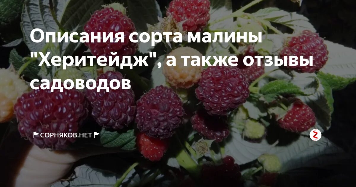 Малина херитейдж описание сорта фото. Малина ремонтантная Херитейдж. Сорт малины Херитейдж. Малина ремонтантная Heritage (Херитейдж). Малина Херитейдж описание сорта.