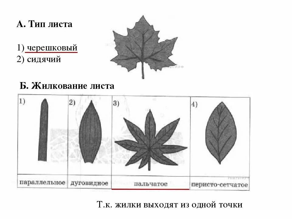 1 листья жилкование. А тип листа 1 черешковый 2 сидячий жилкование листа. тип листа 1) черешковый 2) сидячий. черешковый и сидячий тип листа жилкование. типы листьев черешковые и сидячие.