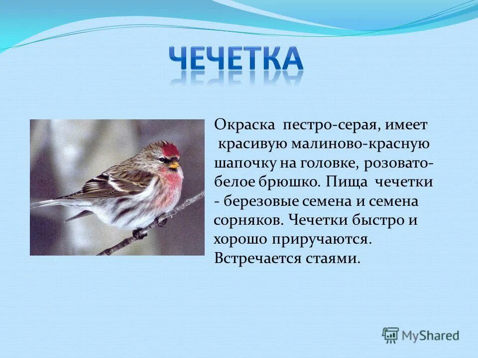 Шамбре колорирование. Пестро окрашенных. Гривистый голубь. Сиренегиудая синеворонка. Пестро окрашенных.