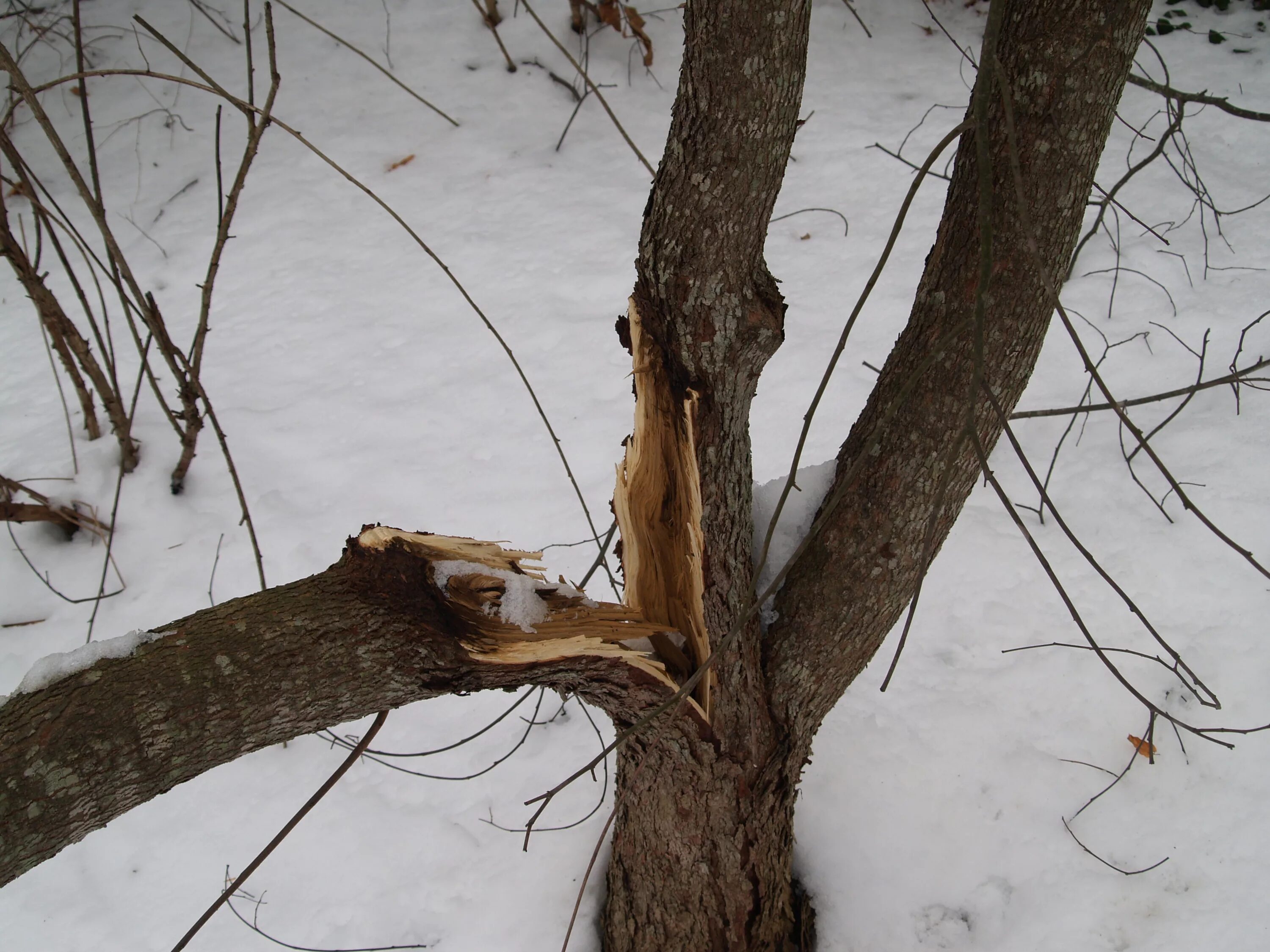 Сон спиленное дерево. Сломанное дерево. Сломанная ветка дерева. Сломанное дерево зимой. Сломанный ствол дерева.