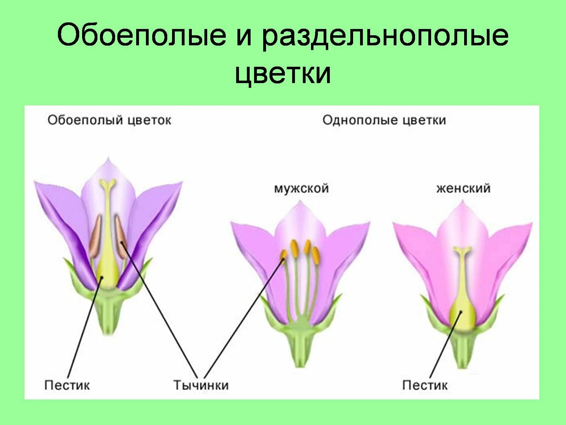 Мужской и женский органы цветка. Схема обоеполого и раздельнополого цветка. Типы цветков обоеполые и раздельнополые. Цветки обоеполые и раздельнополые 6 класс биология. Однополые и обоеполые цветки схема.