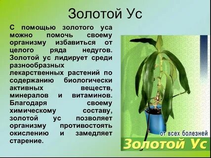 Алоэ золотой ус