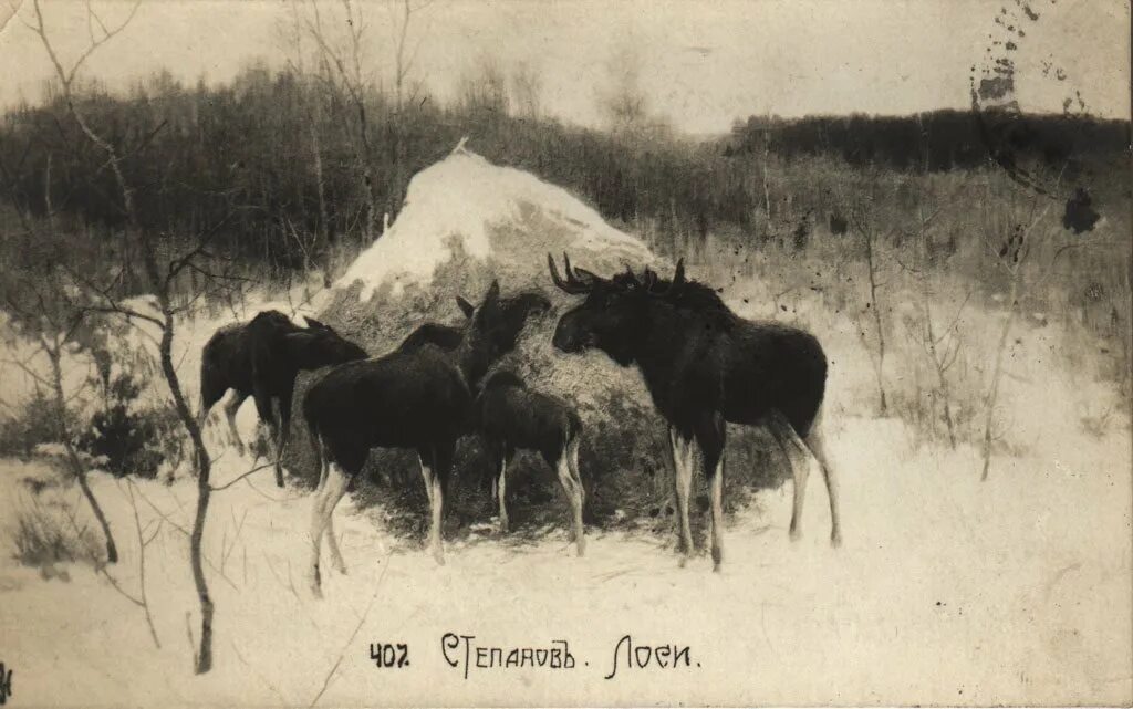 Произведение лоси. «Лоси» (а.с. сте¬Панов),. Степанов лоси картина.