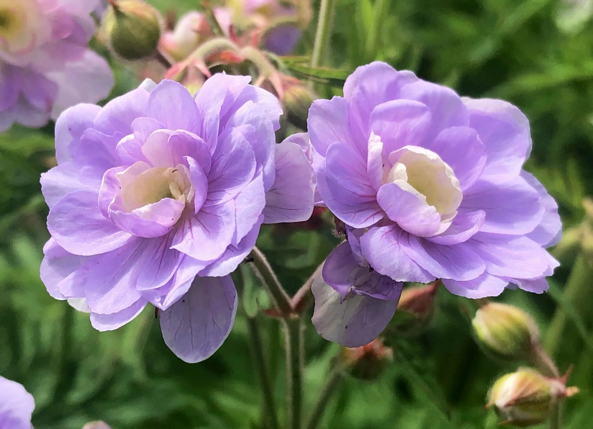 Герань махровая саммер скай. Герань саммер скайс. Герань садовая саммер скайс. Герань саммер скайс. Герань луговая summer skies.