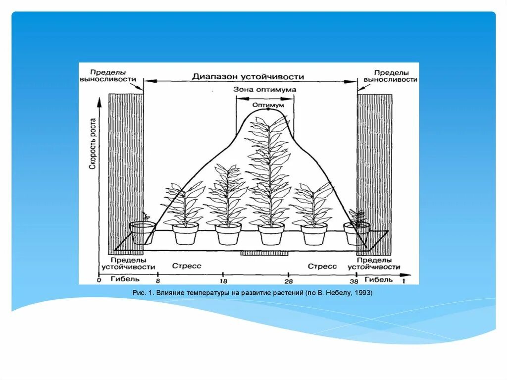 Диапазон выносливости это. Зона оптимума. Влияние температуры на развитие растений. Предел выносливости и зона оптимума. Диапазон температур зоны оптимума.