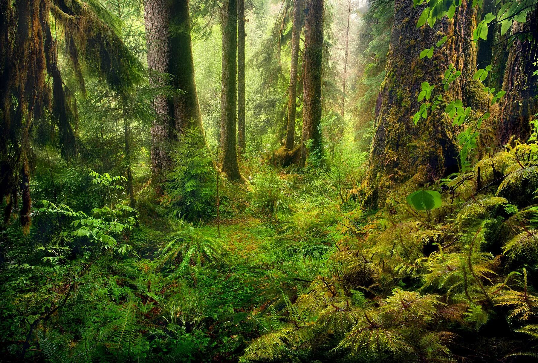 В отдельных местах леса где. Орегон дождевые леса. Пейзаж лес. Папоротник в лесу. Влажные леса.