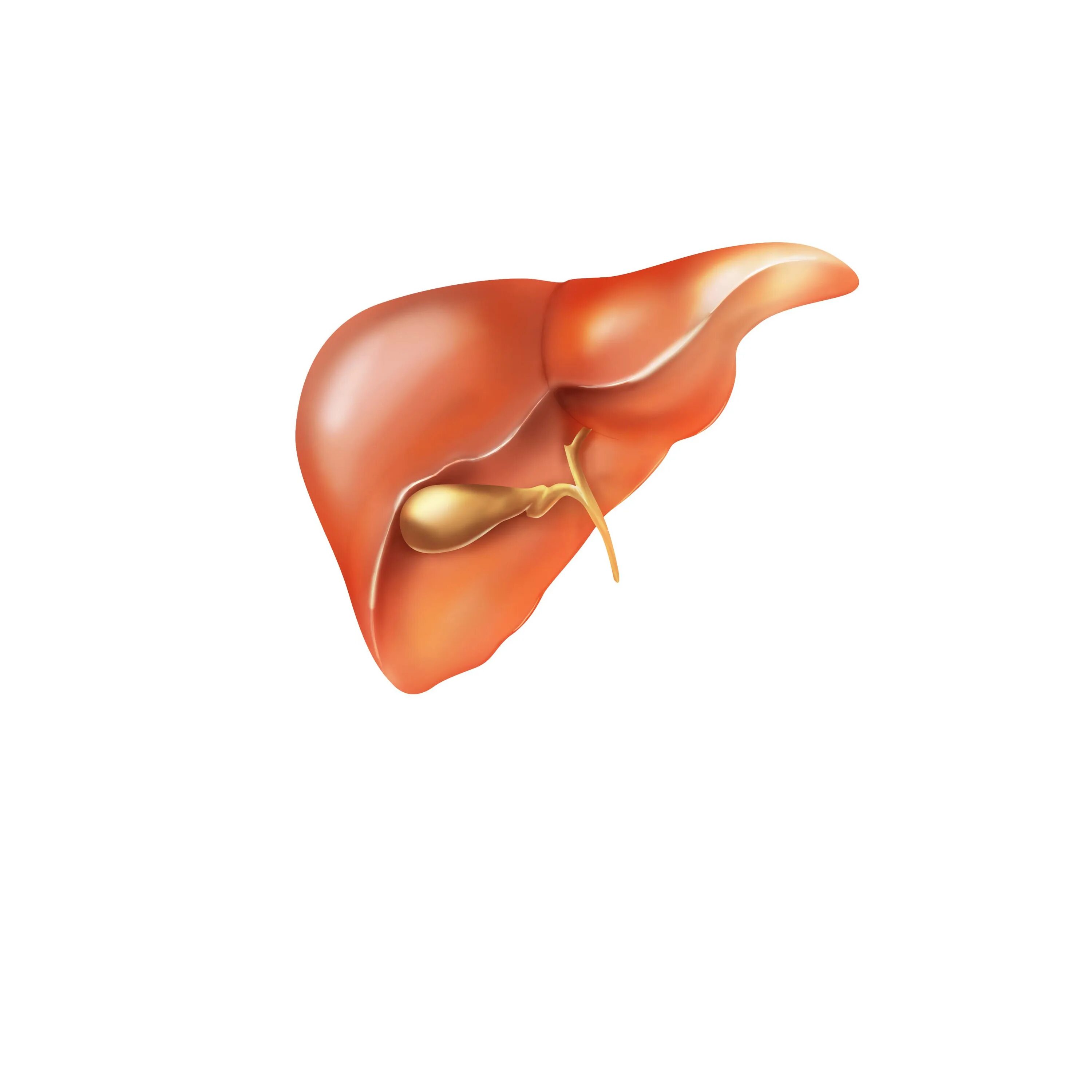 Печень и головная боль. Печень с желчным пузырем и ходами. Желчь печень Ассоциация. Печень желочный клапан.