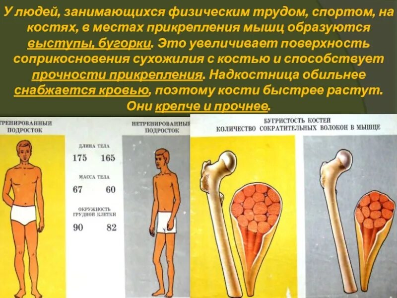 Что делает кости сильными