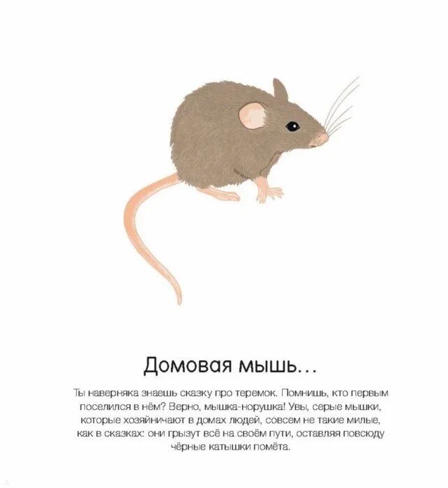 Мышь загадка для детей. Мышь домовая и мышь полевая. описание домовой мыши. рассказ про мышку. история мыши.
