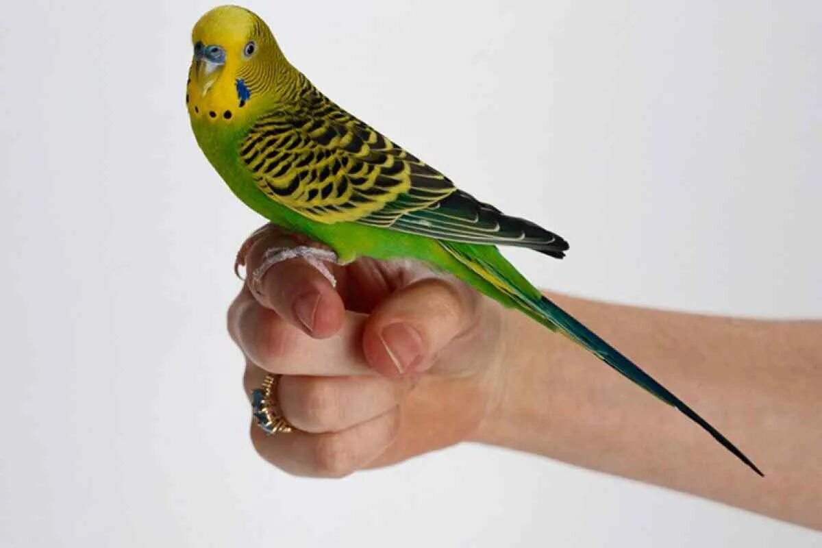 волнистый попугай сидит. попугай сидит. попугай на руке. волнистик в руке. попугай канарейка.