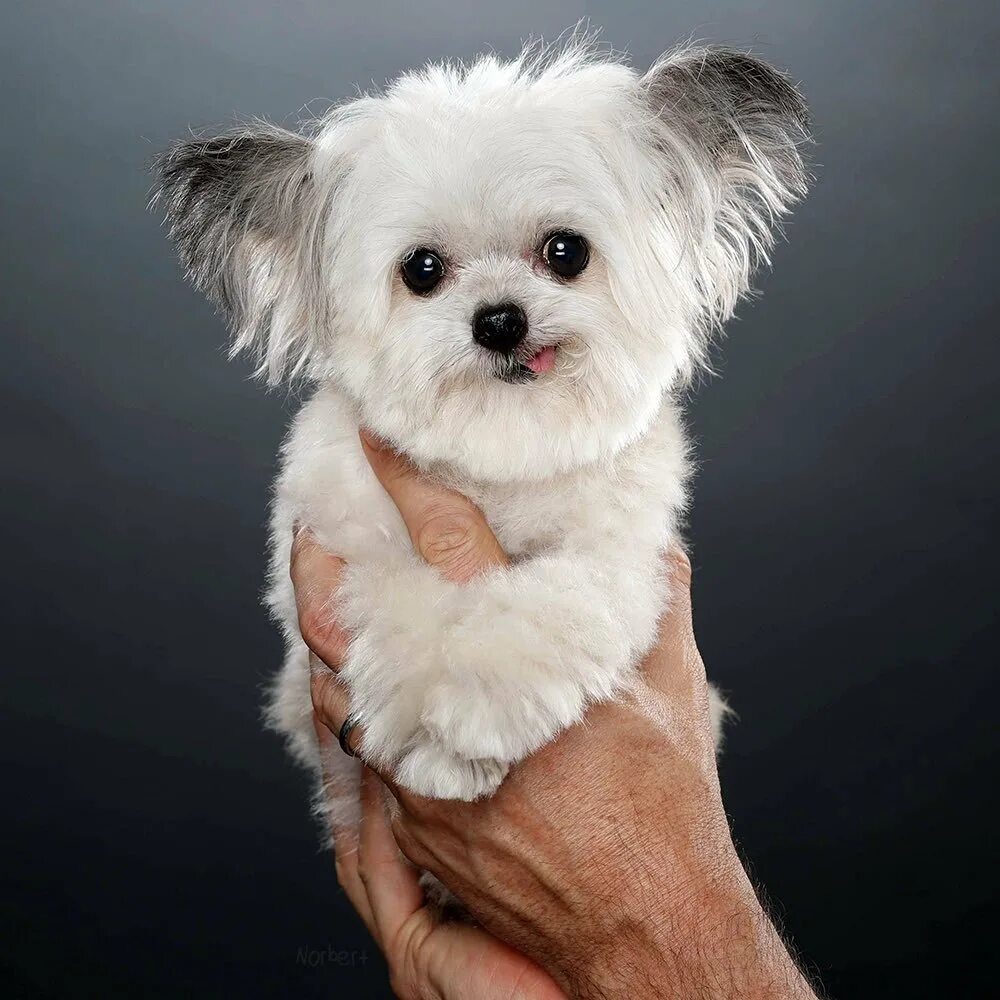 Название породы самой маленькой собаки. Норберт терьер. Норберт собака порода. Микро Паппи порода собак. Маленькие комнатные собачки.