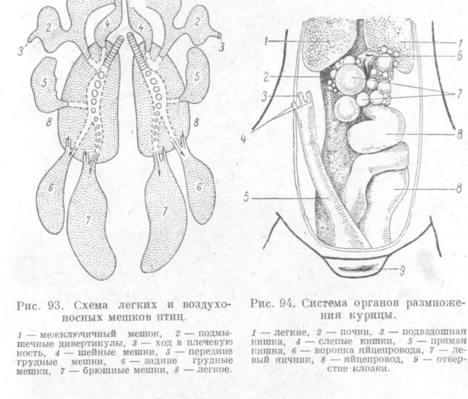 Форма легких птиц. Анатомия дыхательной системы курицы. Дыхательная система курицы схема. Схема воздухоносных мешков у птицы. Дыхательная система птиц анатомия.