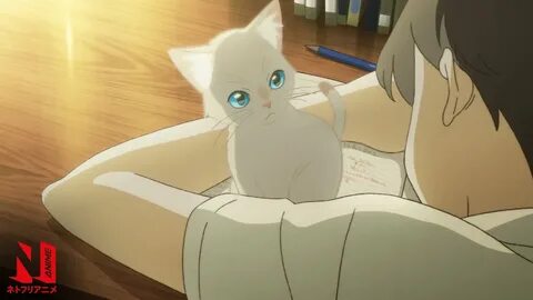 Down the neko hole