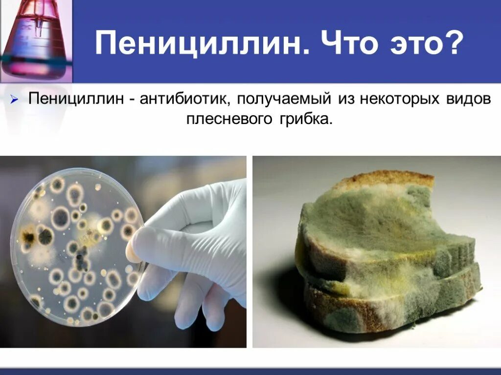 Биотехнология 10 класс. Производство пенициллина биотехнология. Антибиотики полученные из плесневых грибов. Биометаногенез презентация. Получение антибиотиков в биотехнологии.