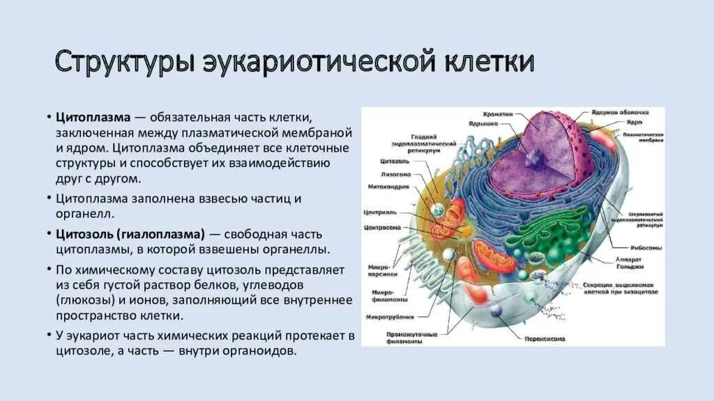 9. Строение эукариотической клетки.. Эукариоты, структурная организация эукариотической клетки. Ядро эукариотической клетки строение и функции кратко. Характеристика эукариотической клетки кратко. Органоиды клетки ядро функции
