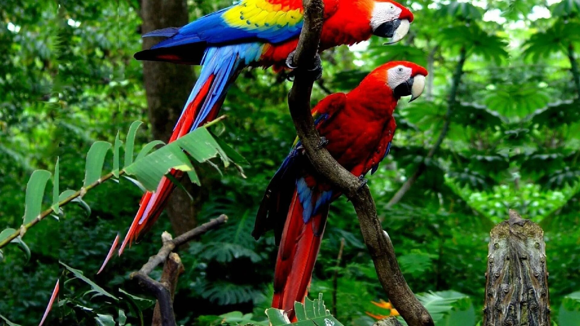 Тропический попугай