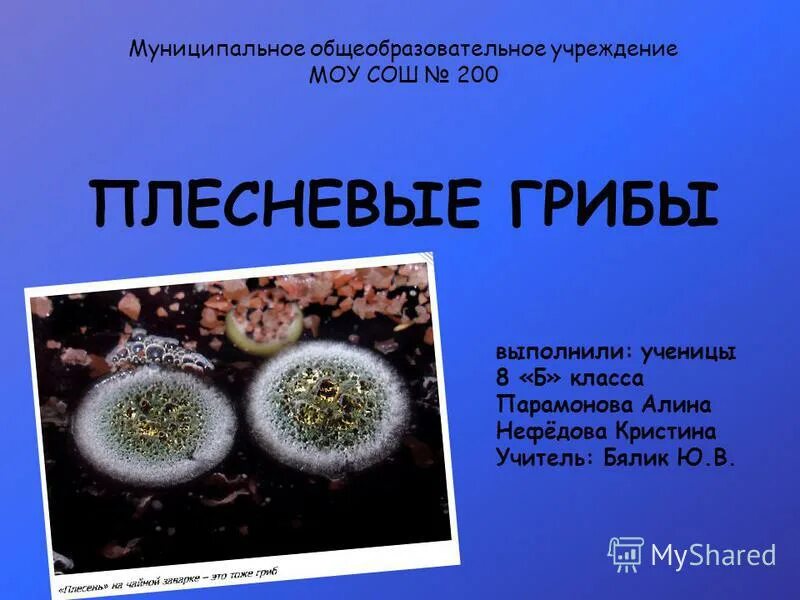 плесневые грибы микробиология. проект на тему плесень. плесневый гриб. какая наука изучает плесневые грибы. многообразие плесневых грибов.