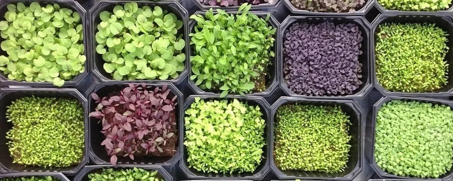 Micro Green микрозелень. Микрозелень базилик. Микрозелень Самбери. Эхинацея микрозелень.