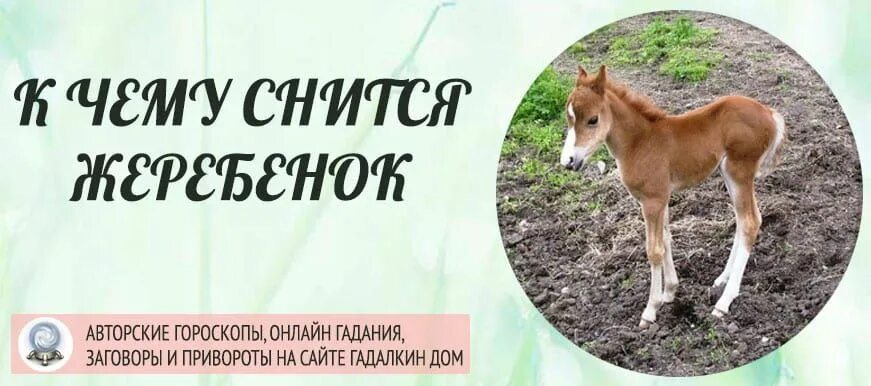 Толкование снов к чему снятся лошади. Во сне увидеть жеребенка. Жеребенок во сне. К чему снится жеребенок женщине незамужней. Видеть во сне коня и жеребёнка к чему.