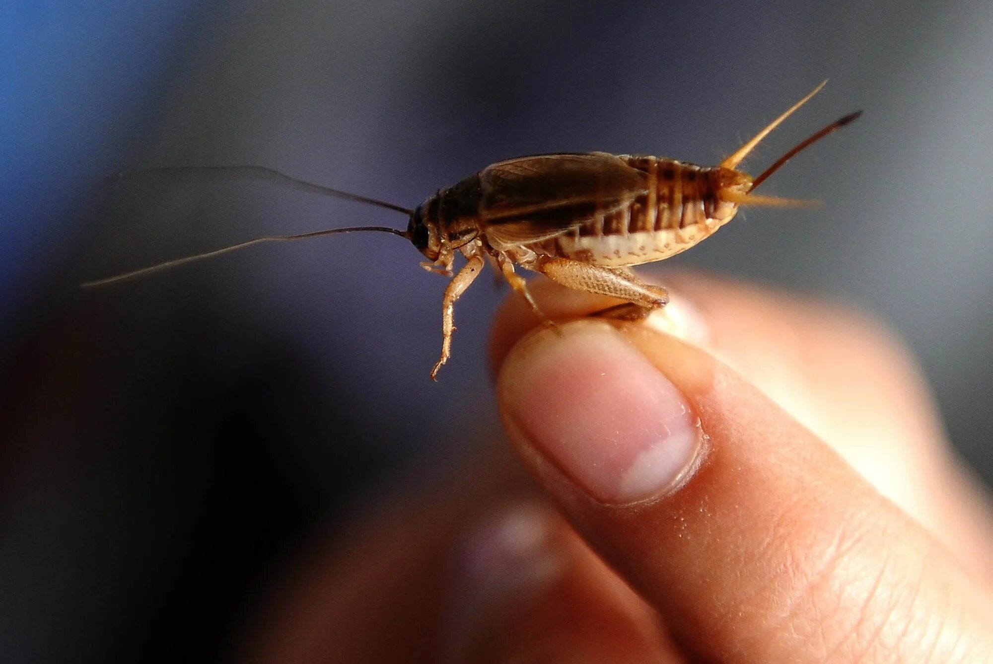 сверчок домашний. сверчок домовый прямокрылые. жук сверчок домовый. сверчок домовый личинка. сверчок домовой.