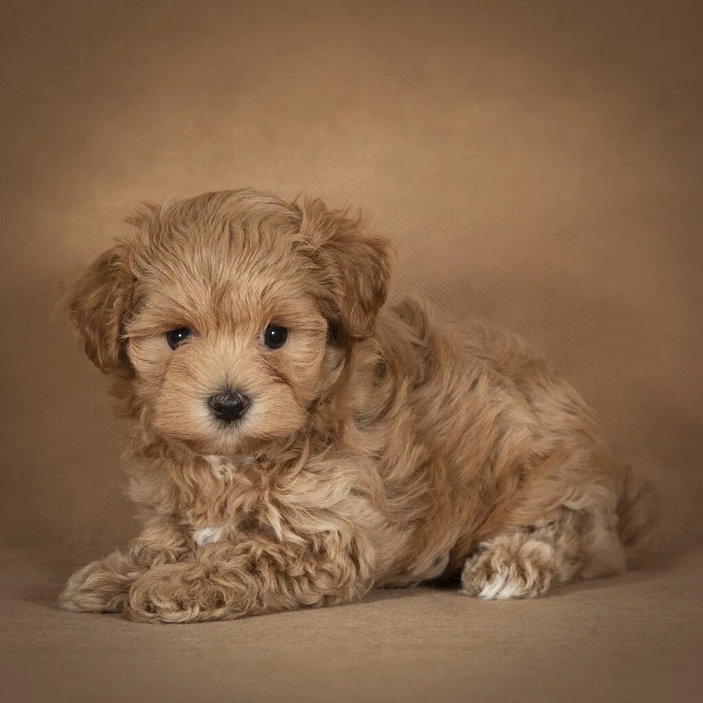 мальтипу описание плюсы и минусы.