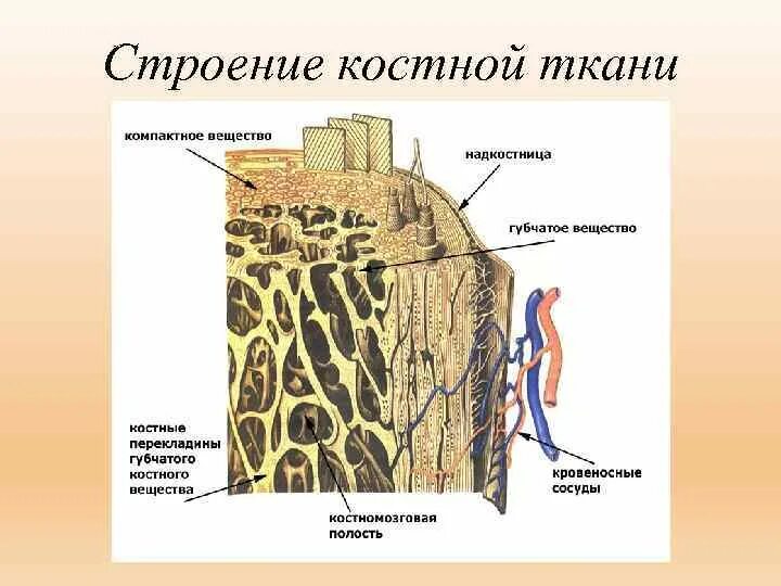 Структурная единица кости. Костная ткань строение межклеточное. Строение костной ткани анатомия. Структурные компоненты костной ткани. Схема строения костной ткани.