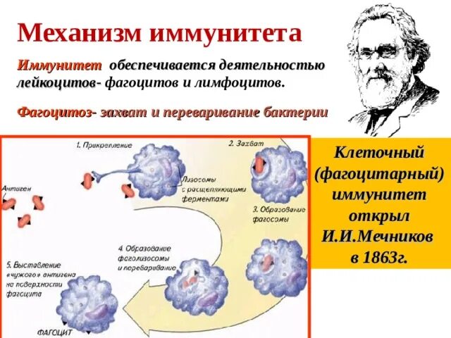 Мечников учение о клеточном иммунитете. Схема механизма образования иммунитета клеточный фагоцитоз. Механизмы фагоцитоза лейкоцитов. Фагоцитоз иммунитет. Клеточный иммунитет фагоцитоз.