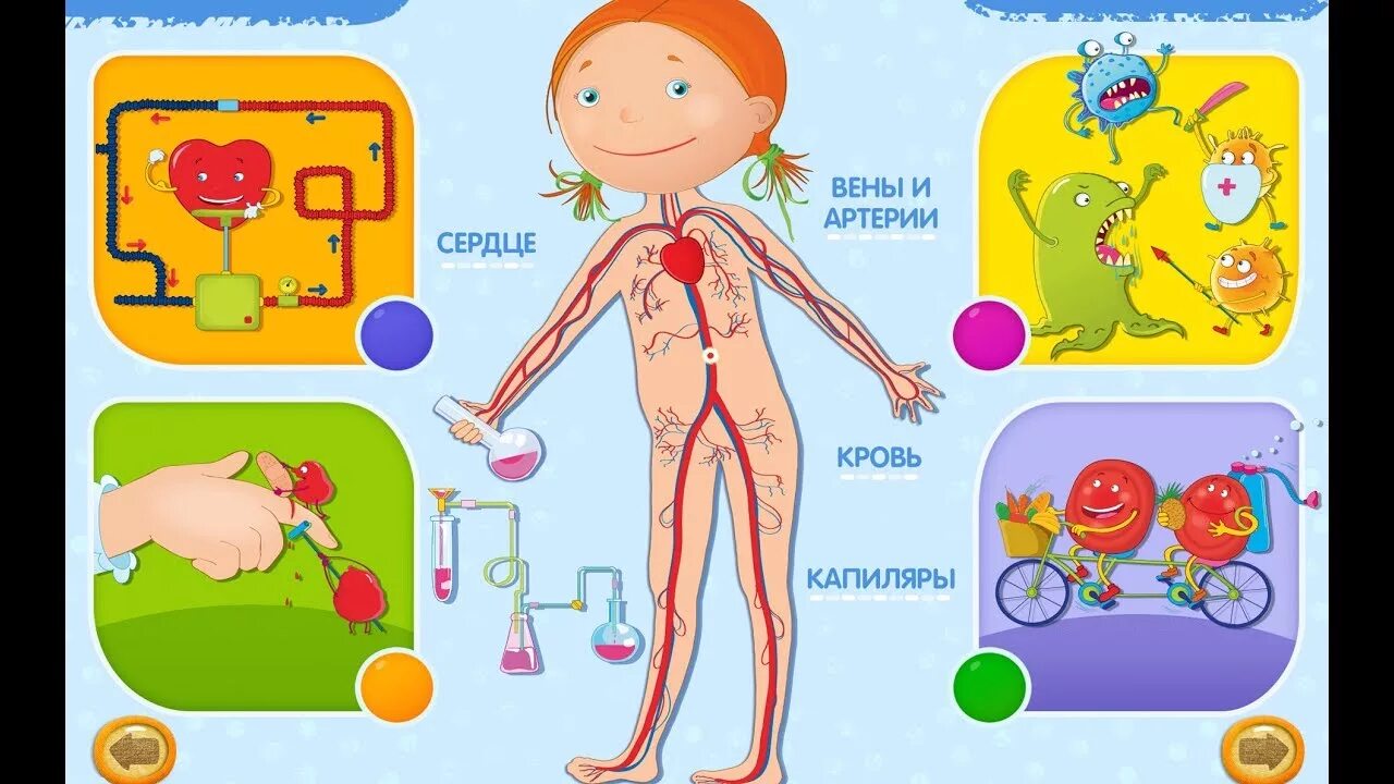 Тело человека для детей. Организм человека для дошкольников. Изучение тела человека для детей. Внутренние органы для дошкольников. Игра устроен человека