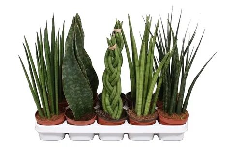 Сансевиерия (Sansevieria) – род из семейства Спаржевых (Asparagaceae). 