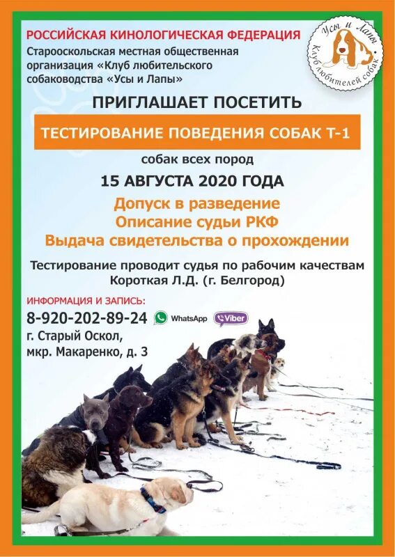 Тестирование поведения. Тестирование т1 для собак. тестирование поведения собак ркф. тестирование собак для допуска в племенное разведение. тестирование т1 для собак ркф.