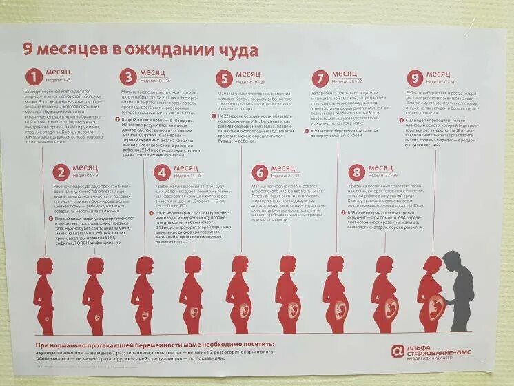 22 недели беременности сколько
