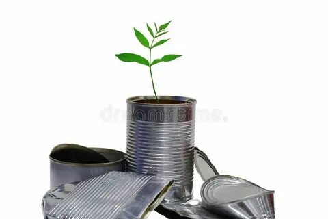Plant flowers recycle cans collect