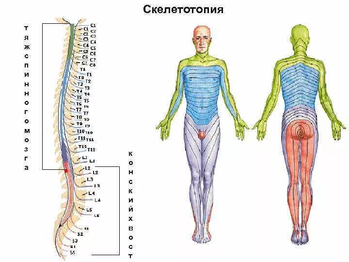 Скелетотопия это. Скелетотопия. скелетоскопия. синтопия спинного мозга. скелетотопия органов таблица.