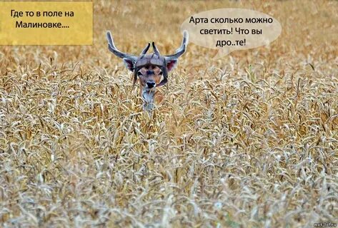 Арта сколько