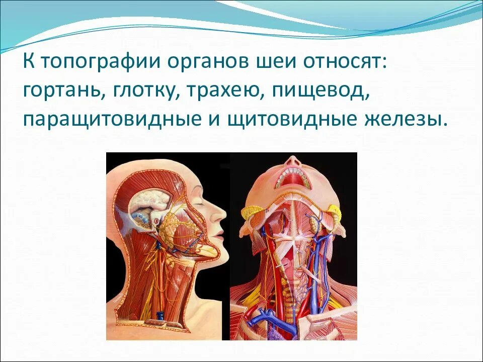 Spatium retropharyngeum. Топография органов. Топография шеи. Топография пищевода и трахеи на шее.