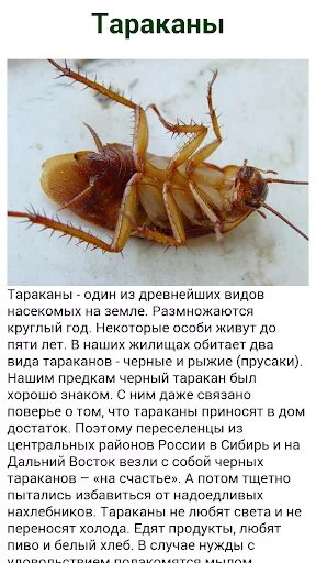 Страшный чеснок. Тараканы доклад. Презентация на тему насекомые таракан. Спирт от тараканов. Тараканы в квартире.