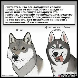 Хаски волк поймала женщина