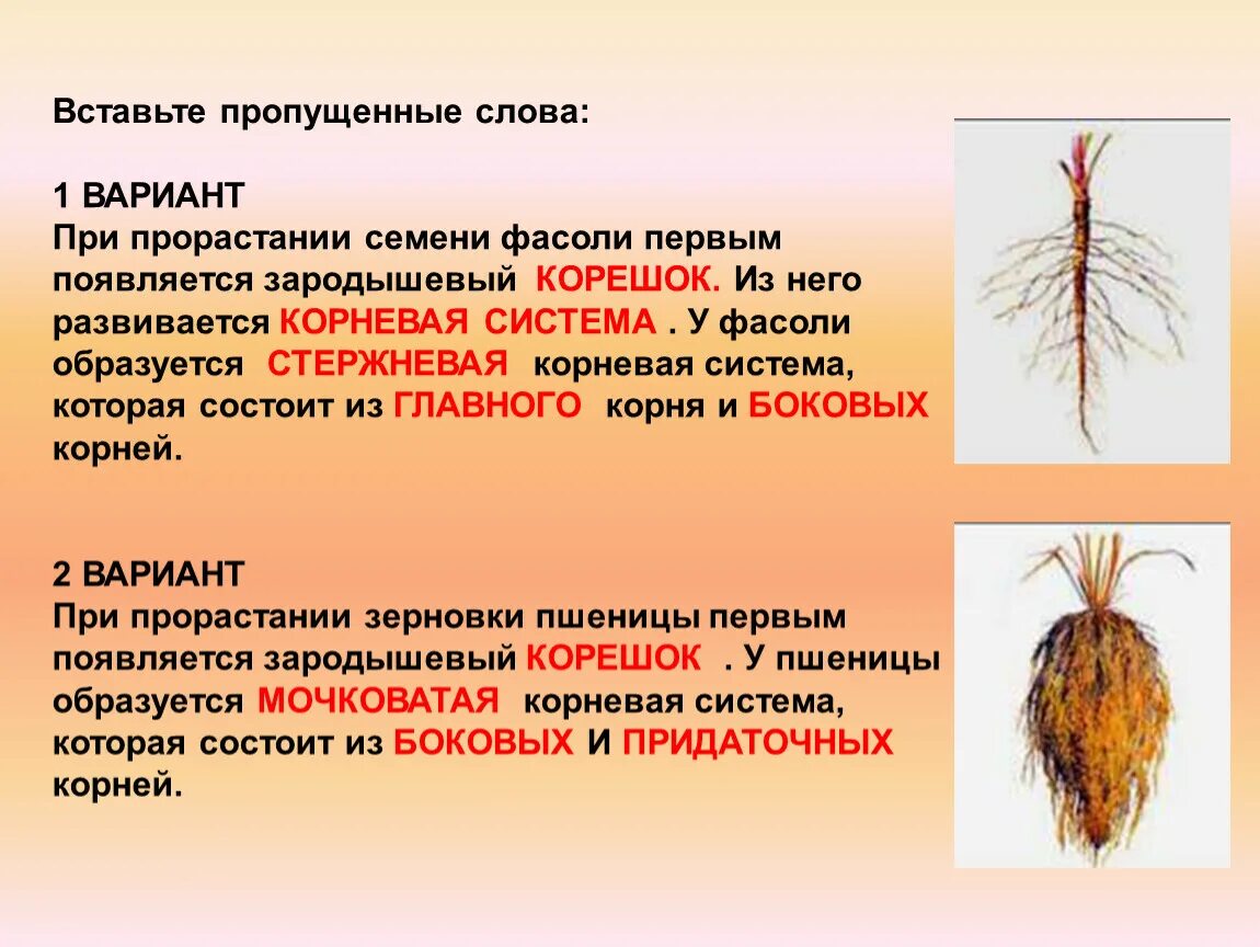 Стержневая корневая система состоит из. При прорастании семени фасоли первым появляется. Что развивается первым при прорастании семени. Тип корневой системы у фасоли. Фасоль корневая