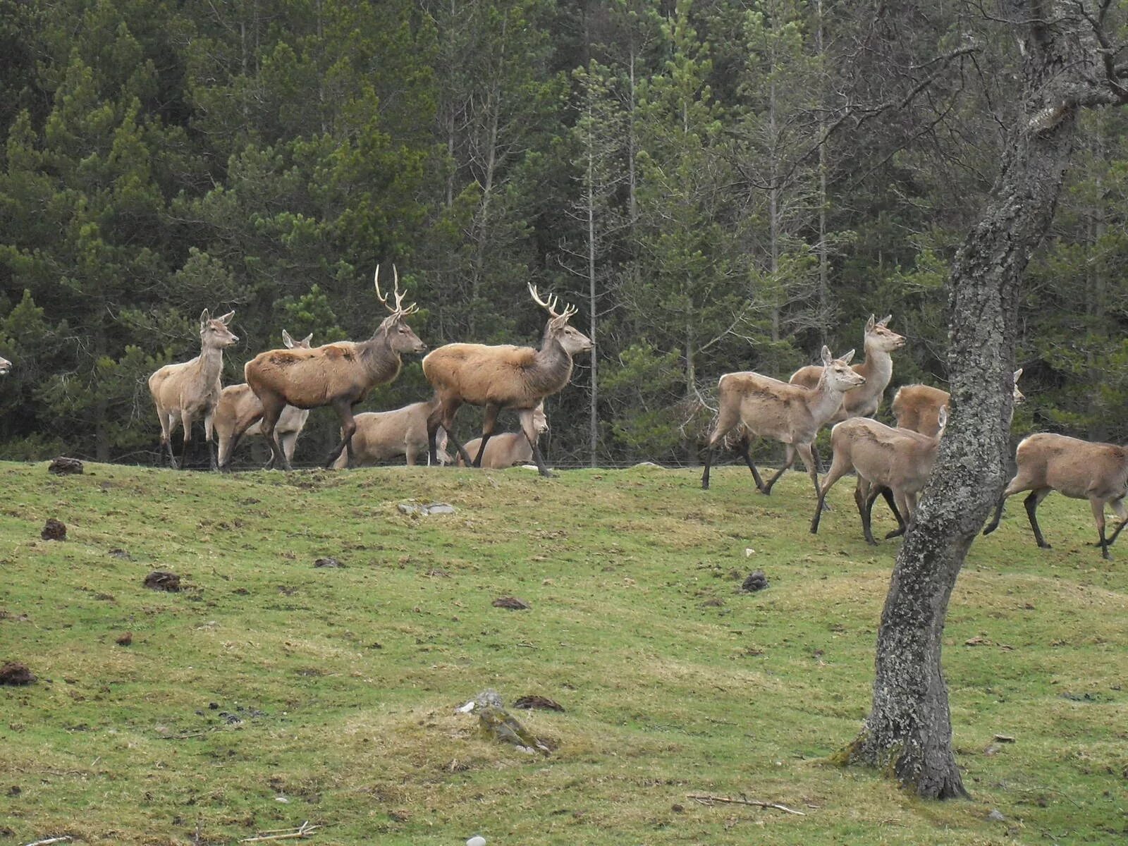 Мараловодческое хозяйство туран. Кавказский олень кавказского заповедника. К какому уровню организации относится стадо маралов. Стадо маралов. Алтайский марал панты.