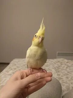 Танцующие кореллы