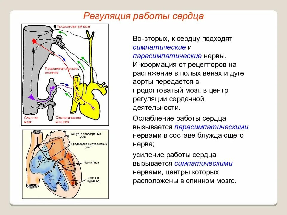 Центр сердечной деятельности находится в. Регуляция сердечной деятельности центрами продолговатого мозга. симпатическая регуляция сердца физиология. центр регуляции сердечной деятельности. симпатической регуляции сердечной деятельности.