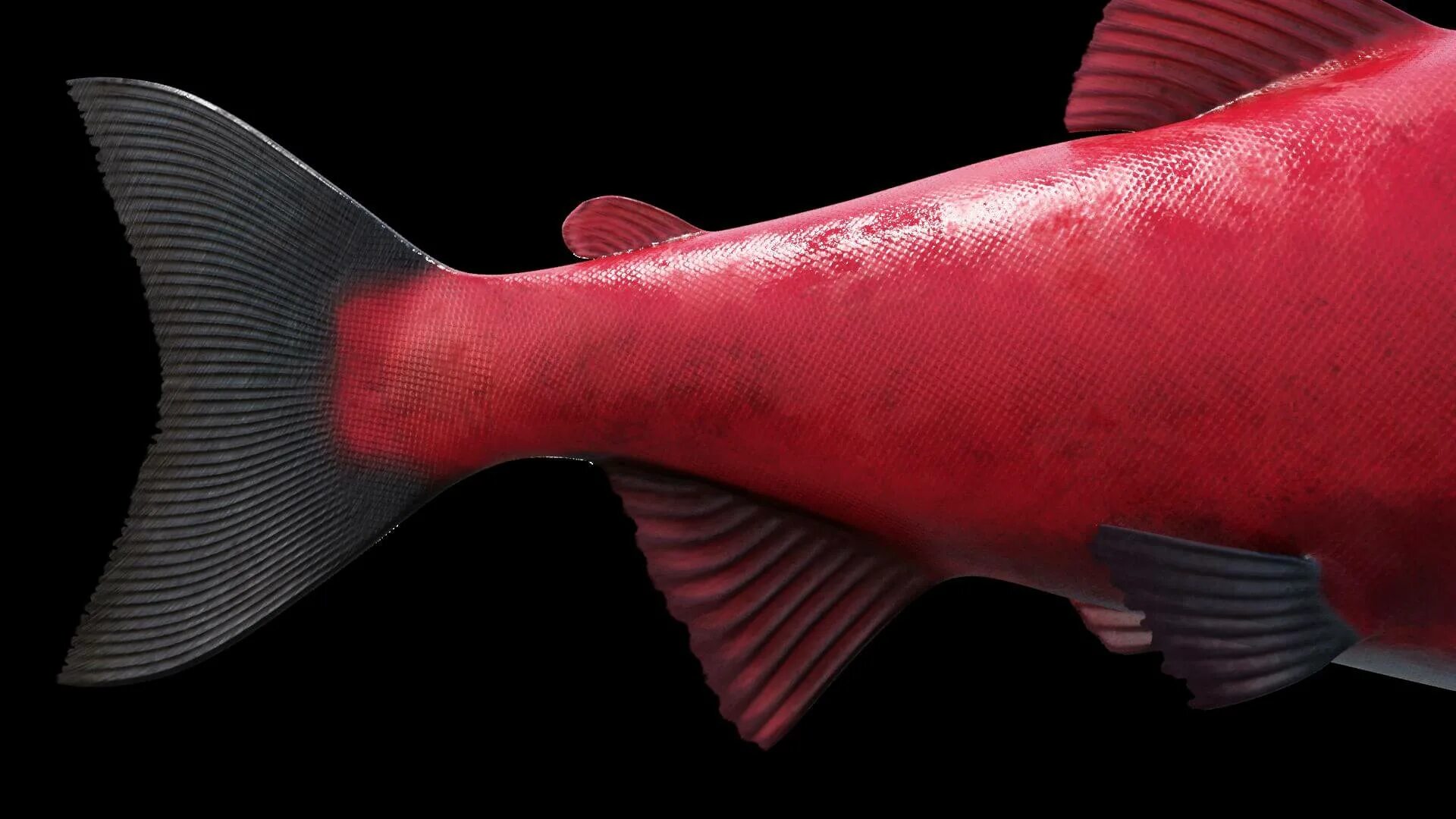 Нерка рыба. Нерка (Oncorhynchus nerka). Красная нерка. Лососевая рыба сканворд 5